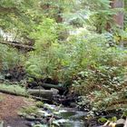 Creek from Beaver Lake