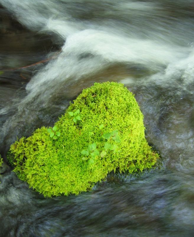 Creek near Mt. Hood