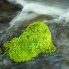 Creek near Mt. Hood