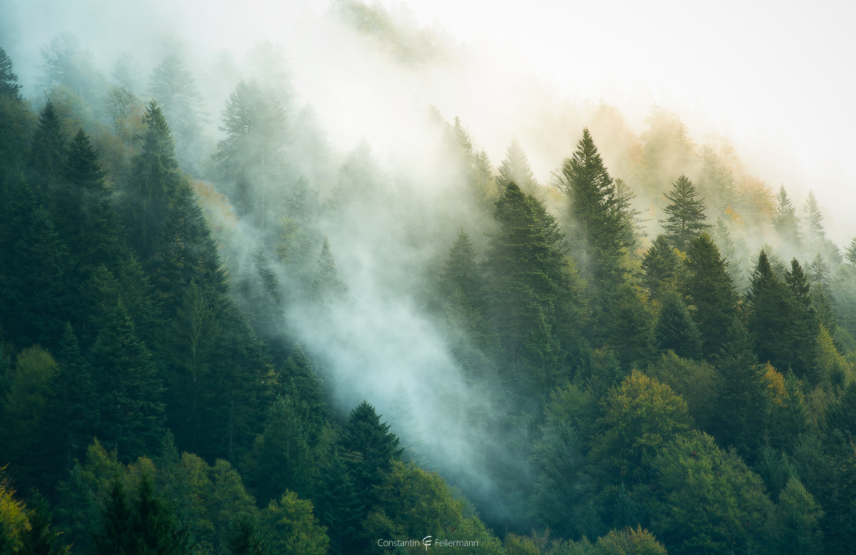 Creeping over the Forest