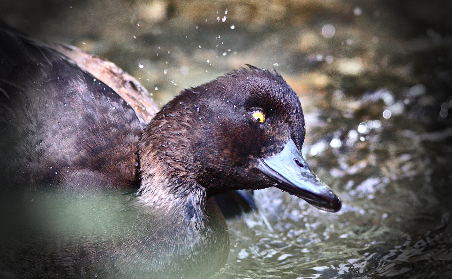 Creepy Duck Foto & Bild | tiere, zoo, wildpark & falknerei, blick