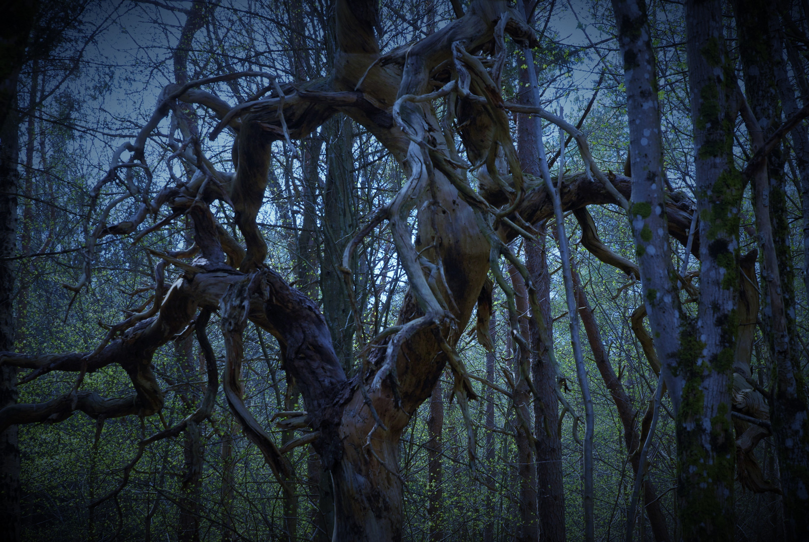 Creepy forest  -  DSC_0154