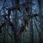 Creepy forest  -  DSC_0154