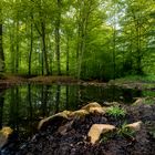 Cremlinger Bach in den Herzogsbergen