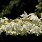 Crenate Deutzia