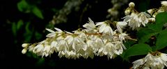 Crenate Deutzia