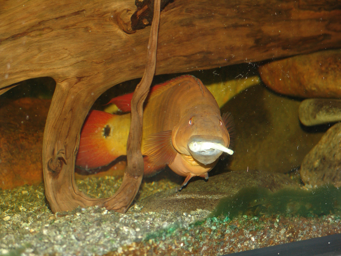 Crenicichla Xingu 1 Weibchen mit Futterfisch