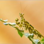 Creobroter apicalis