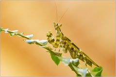 Creobroter apicalis