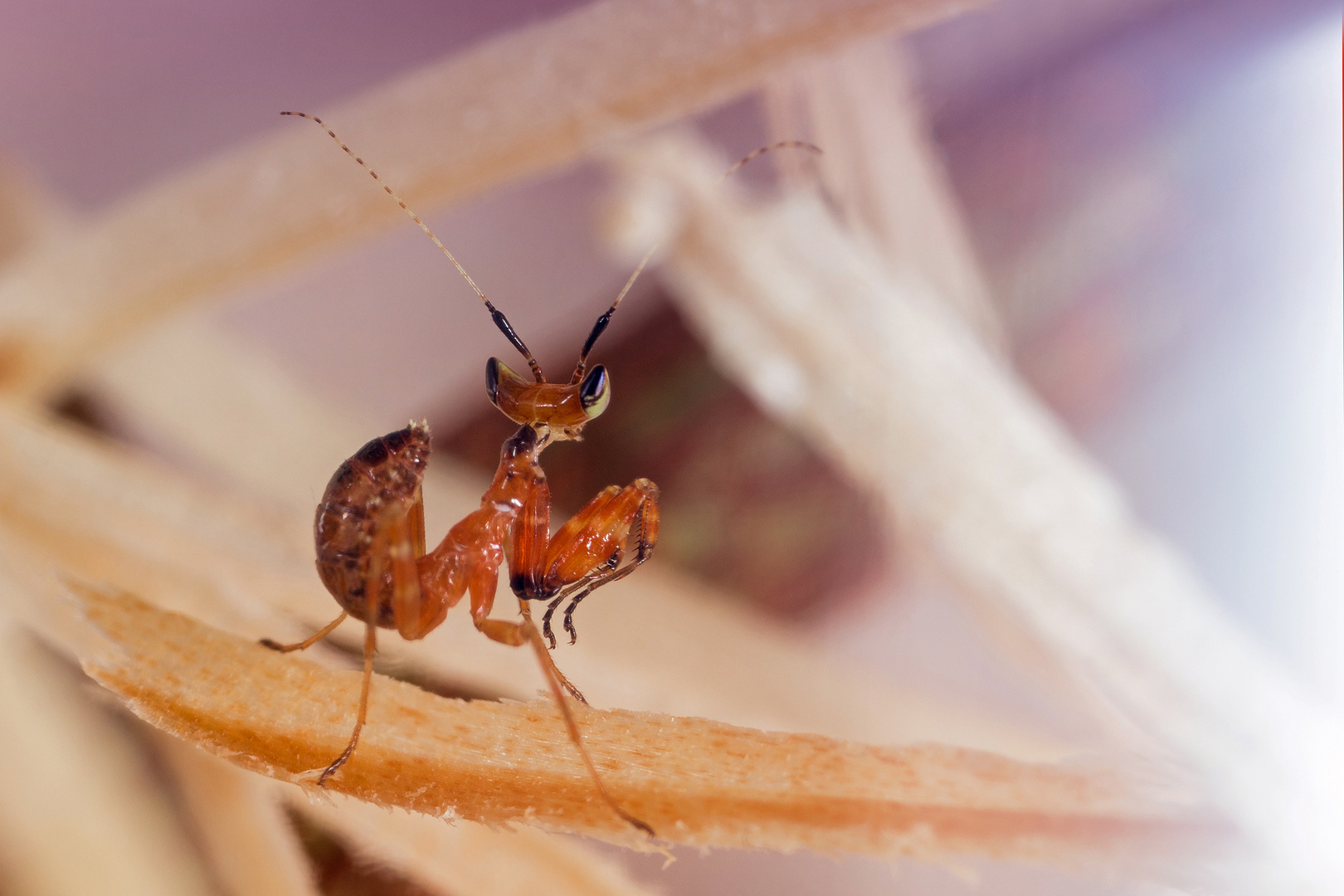 creobroter gemmatus