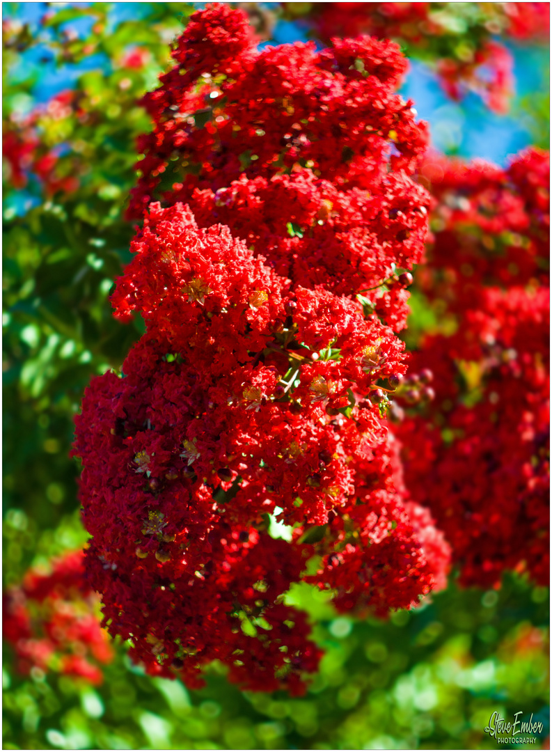 Crepe Myrtle Blossoms on a Summer Afternoon 