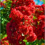 Crepe Myrtle Blossoms on a Summer Afternoon 