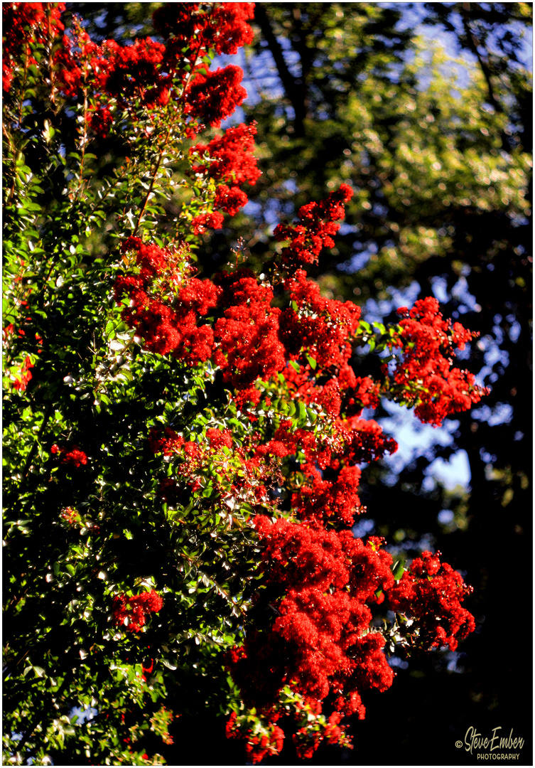 Crepe Myrtle, Summer Afternoon 