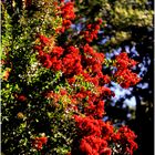 Crepe Myrtle, Summer Afternoon 