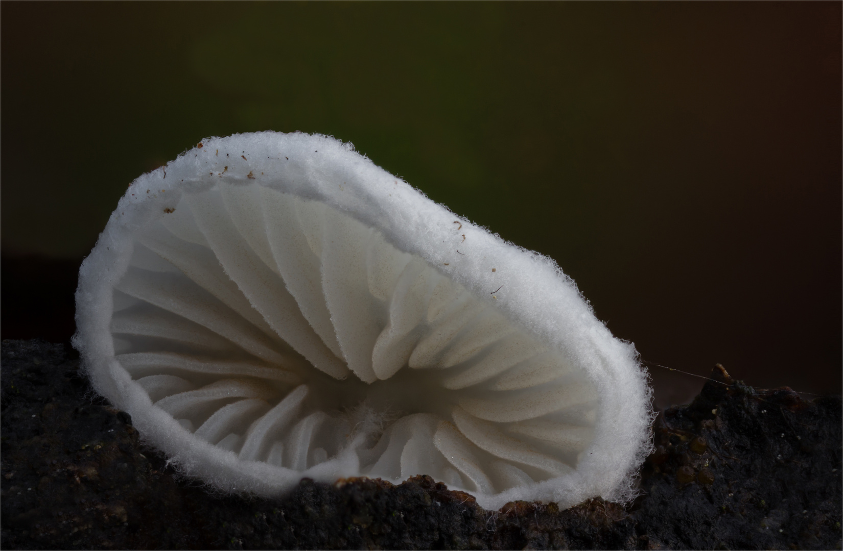 Crepidotus