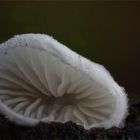 Crepidotus