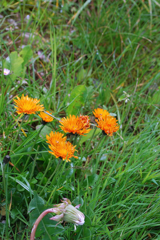 Crepis aurea