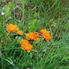 Crepis aurea