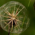 Crepis biennis