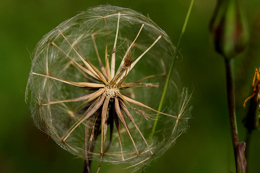 Crepis biennis