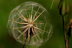 Crepis biennis