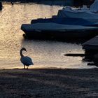 Crepuscolo dal porto