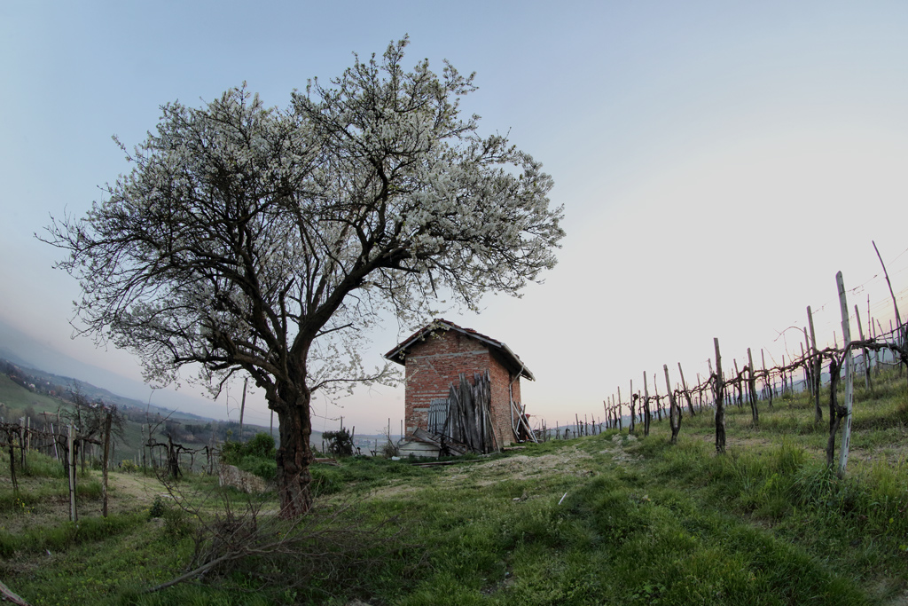 crepuscolo di primavera