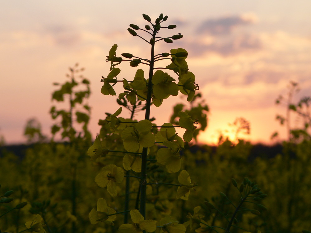 crépuscule