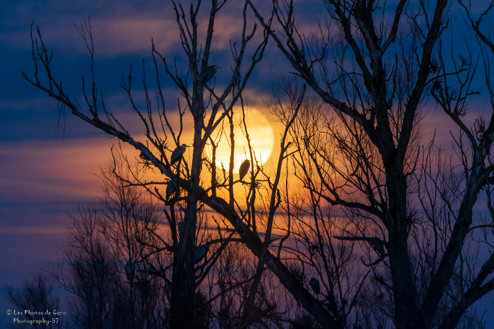 crepuscule des hérons 