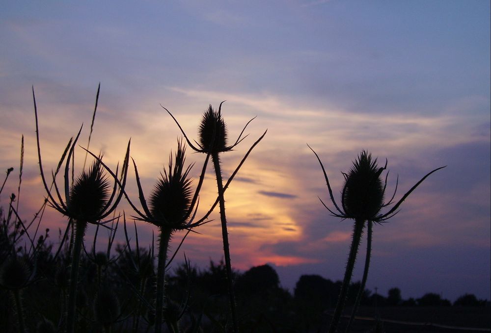 crépuscule sur chardons