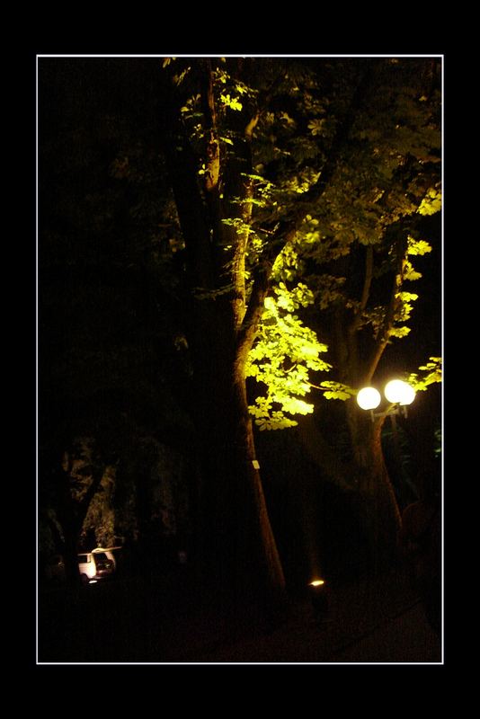 crepúsculo entre el bus y árbol