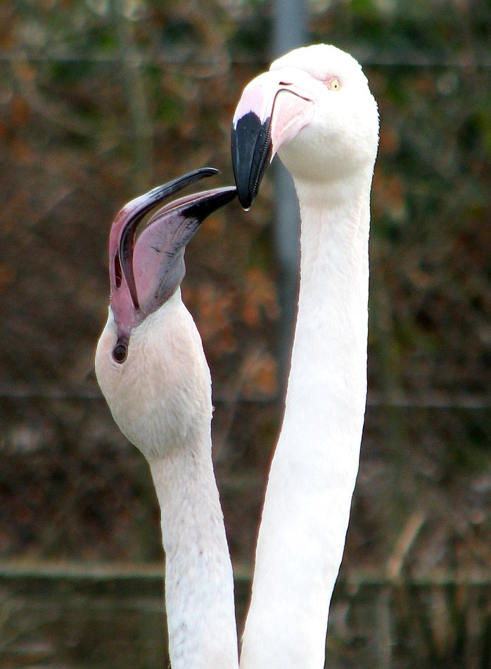 Crescendo....AMORE MIO!