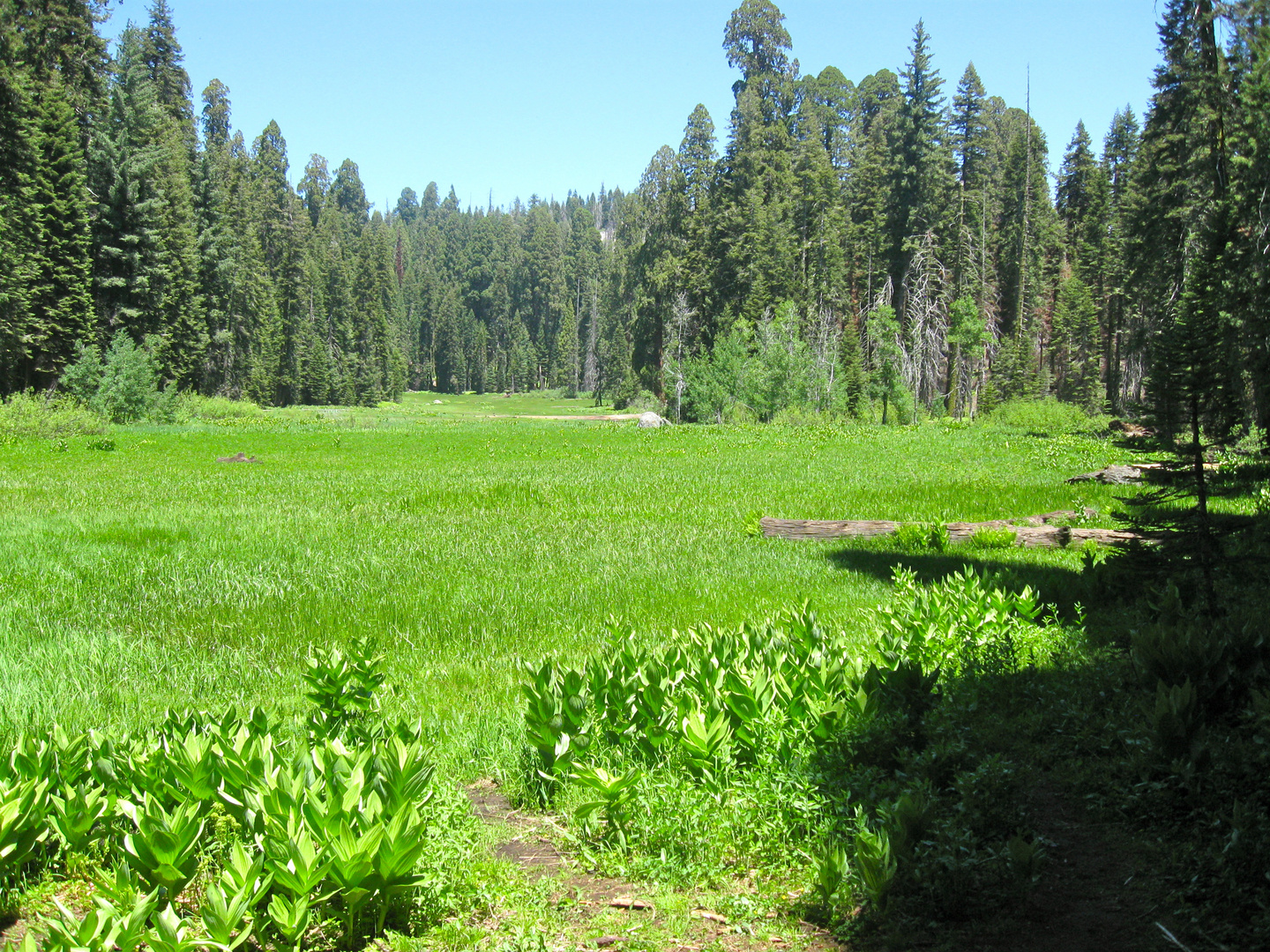 Crescent Meadow im Sequoia Nationalpark