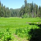 Crescent Meadow im Sequoia Nationalpark