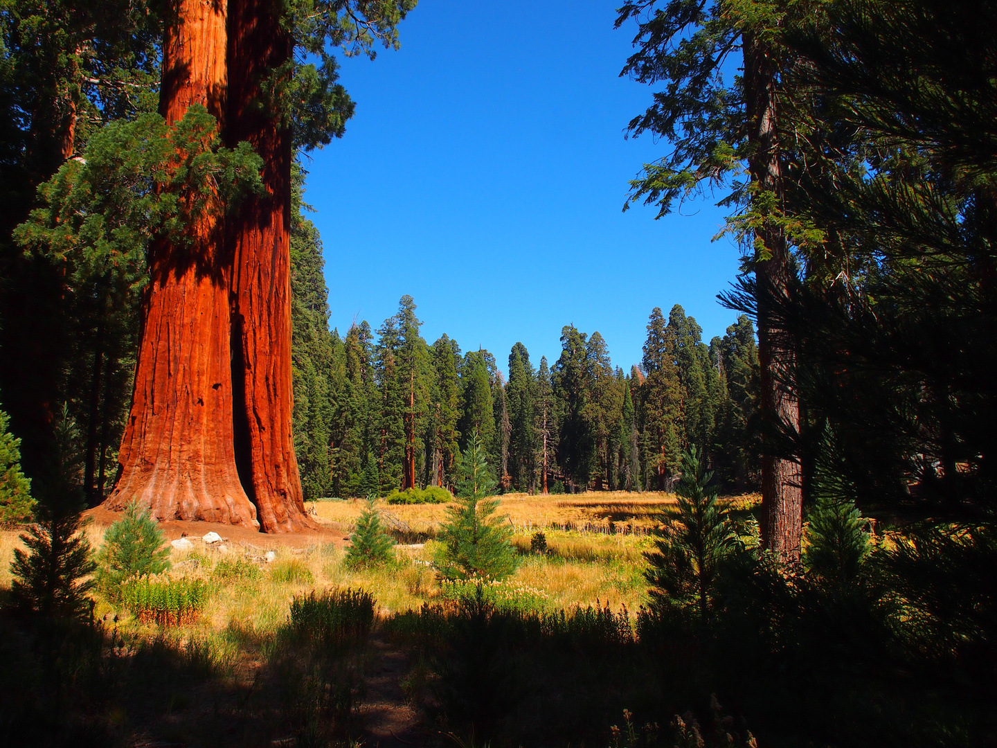 Crescent Meadow Sequoia National Park Foto & Bild north america