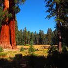 Crescent Meadow Sequoia National Park