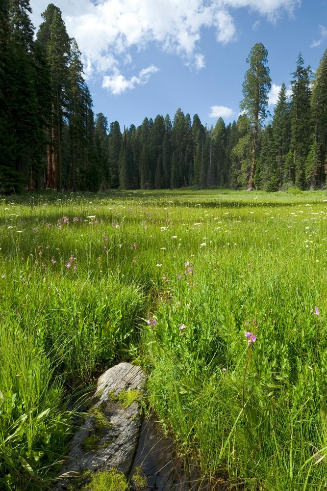 Crescent Meadows von Jürgen Gross 