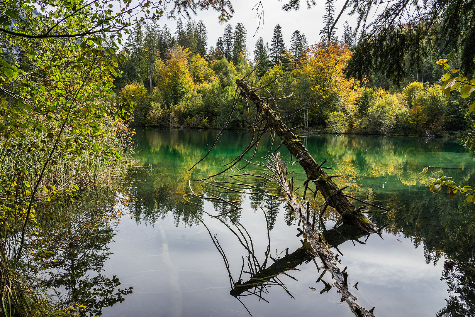 Crestasee mit Baumruinen gespiegelt