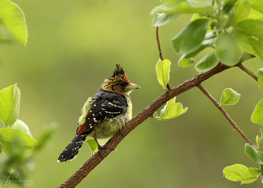 Crested Barbet