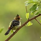 Crested Barbet