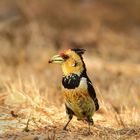 crested barbet