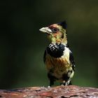 Crested Barbet