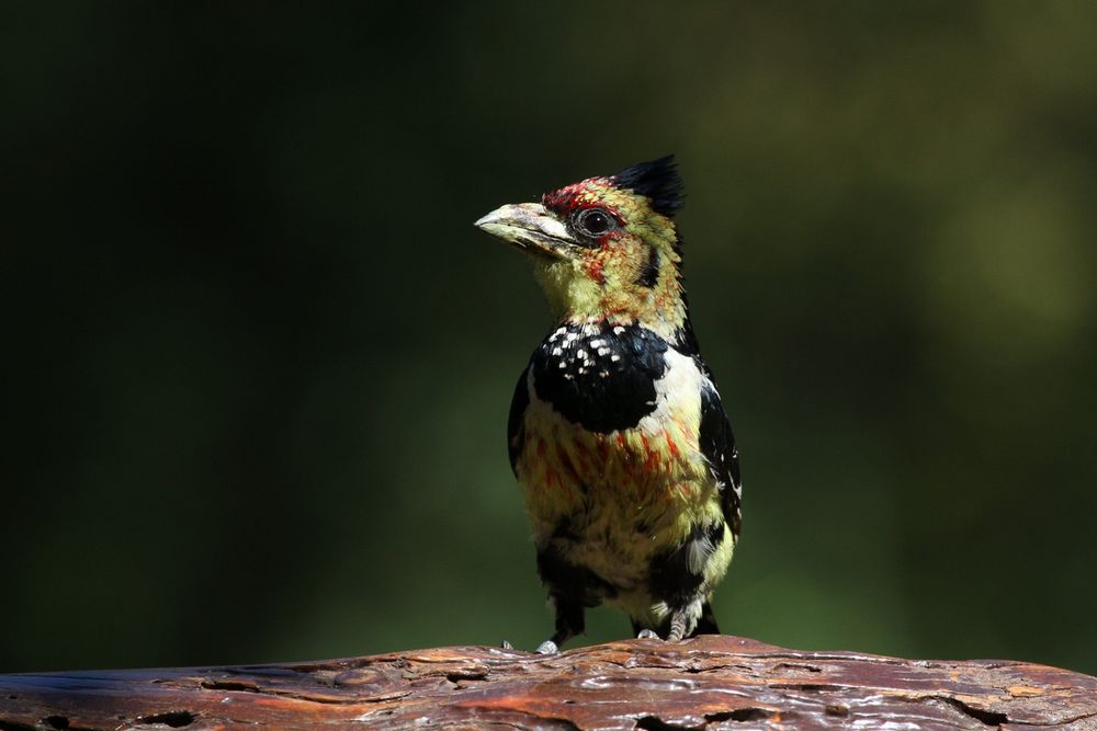 Crested Barbet