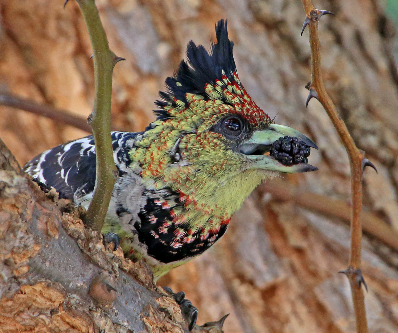 Crested barbet