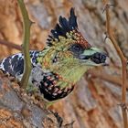 Crested barbet