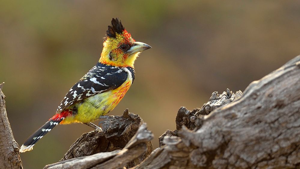 Crested Barbet