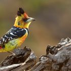 Crested Barbet