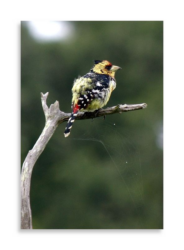 Crested Barbet