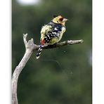 Crested Barbet