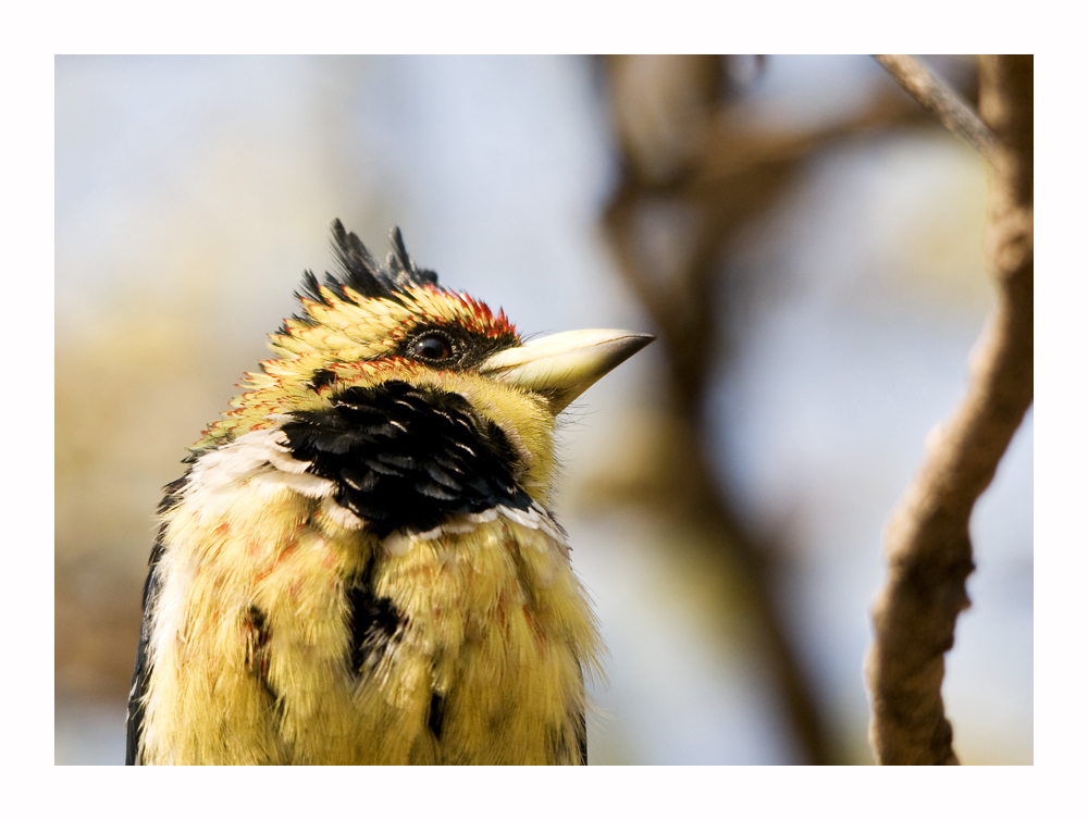 Crested Barbet - Hauben Bartvogel